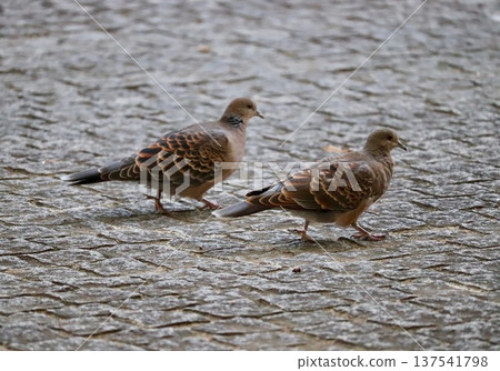 Two friendly turtle doves walking quickly side by side on the cobblestones 137541798