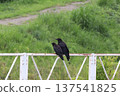 Friendly Crows 3 137541825