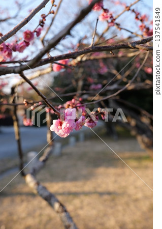 Kyoto Gyoen Plum Blossoms Kyoto Gyoen Plum Blossoms 137541849