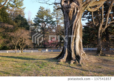 Kyoto Gyoen: Thick tree trunk Kyoto Gyoen: Thick tree trunk 137541857