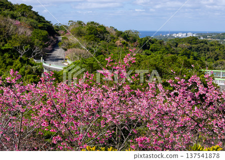 Early-blooming Ryukyu Kanhi cherry blossoms and the sea beyond at the Motobu Yaedake Cherry Blossom Festival in Motobu Town, Kunigami District, Okinawa Prefecture Early-blooming Ryukyu Kanhi cherry blossoms and the sea beyond at the Motobu Yaedake Cherry Blossom Festival in Motobu Town, Kunigami District, Okinawa Prefecture 137541878