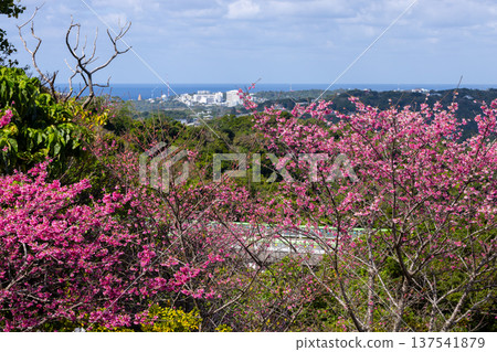 沖繩縣國頭郡本部町:本部八重岳櫻花節上,琉球寒飛櫻花早春盛開,遠處的大海也盡收眼底。 沖繩縣國頭郡本部町:本部八重岳櫻花節上,琉球寒飛櫻花早春盛開,遠處的大海也盡收眼底。 137541879