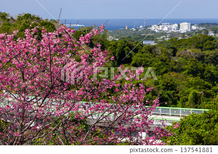 Early-blooming Ryukyu Kanhi cherry blossoms and the sea beyond at the Motobu Yaedake Cherry Blossom Festival in Motobu Town, Kunigami District, Okinawa Prefecture 137541881
