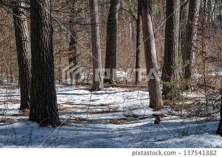 spring forest with a trees spring forest with a trees 137541882