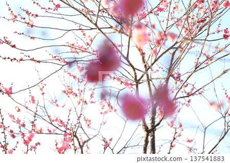 Kyoto Gyoen Plum Blossoms Kyoto Gyoen Plum Blossoms 137541883