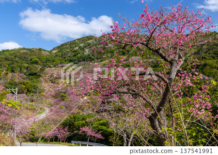 Motobu Town, Kunigami District, Okinawa Prefecture A mountain of Ryukyu Kanhizakura cherry blossoms near the summit of Mt. Yaedake, where the Motobu Yaedake Cherry Blossom Festival is held 137541991
