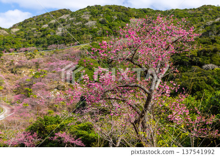 Motobu Town, Kunigami District, Okinawa Prefecture A mountain of Ryukyu Kanhizakura cherry blossoms near the summit of Mt. Yaedake, where the Motobu Yaedake Cherry Blossom Festival is held Motobu Town, Kunigami District, Okinawa Prefecture A mountain of Ryukyu Kanhizakura cherry blossoms near the summit of Mt. Yaedake, where the Motobu Yaedake Cherry Blossom Festival is held 137541992