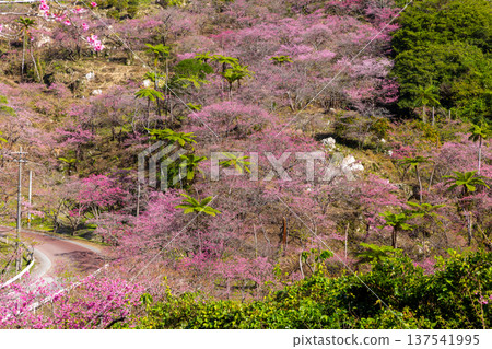 沖繩縣國頭郡本部町八重嶽山頂附近的琉球寒緋櫻花山,也是本部八重岳櫻花節的舉辦地 沖繩縣國頭郡本部町八重嶽山頂附近的琉球寒緋櫻花山,也是本部八重岳櫻花節的舉辦地 137541995