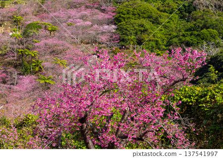 沖繩縣國頭郡本部町八重嶽山頂附近的琉球寒緋櫻花山，也是本部八重岳櫻花節的舉辦地 137541997