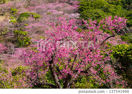 沖繩縣國頭郡本部町八重嶽山頂附近的琉球寒緋櫻花山，也是本部八重岳櫻花節的舉辦地 137541999