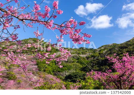 沖繩縣國頭郡本部町八重嶽山頂附近的琉球寒緋櫻花山,也是本部八重岳櫻花節的舉辦地 沖繩縣國頭郡本部町八重嶽山頂附近的琉球寒緋櫻花山,也是本部八重岳櫻花節的舉辦地 137542000