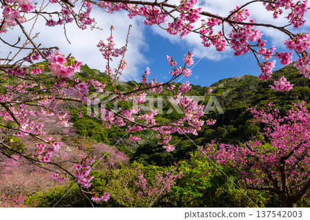 Motobu Town, Kunigami District, Okinawa Prefecture A mountain of Ryukyu Kanhizakura cherry blossoms near the summit of Mt. Yaedake, where the Motobu Yaedake Cherry Blossom Festival is held Motobu Town, Kunigami District, Okinawa Prefecture A mountain of Ryukyu Kanhizakura cherry blossoms near the summit of Mt. Yaedake, where the Motobu Yaedake Cherry Blossom Festival is held 137542003