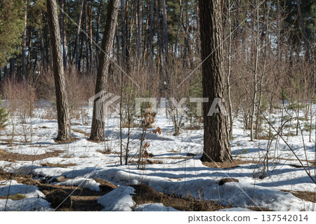 spring forest with snow spring forest with snow 137542014