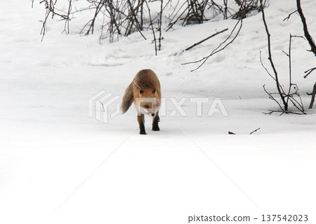 A fox in winter fur walking on a frozen lake. Fox, Hokkaido nature, fluffy. A fox in winter fur walking on a frozen lake. Fox, Hokkaido nature, fluffy. 137542023