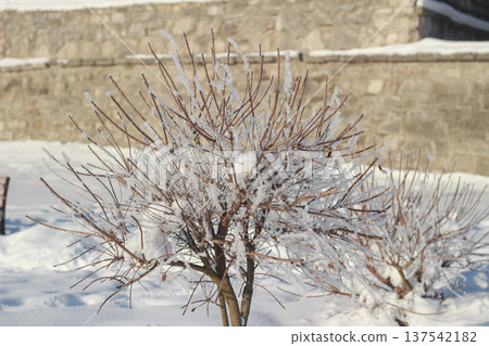 Small ornamental bush covered with thick hoarfrost in a sunny winter park Small ornamental bush covered with thick hoarfrost in a sunny winter park 137542182