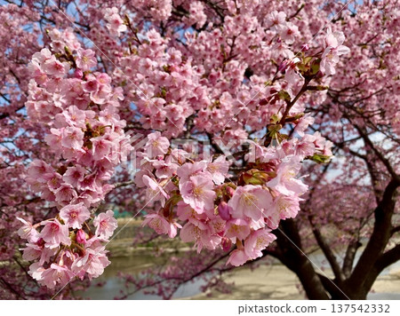 Kawazu cherry blossoms (Aoi cherry blossoms) in full bloom against the blue sky of early spring (left bank of the Oto River, Okazaki City, Aichi Prefecture) Kawazu cherry blossoms (Aoi cherry blossoms) in full bloom against the blue sky of early spring (left bank of the Oto River, Okazaki City, Aichi Prefecture) 137542332
