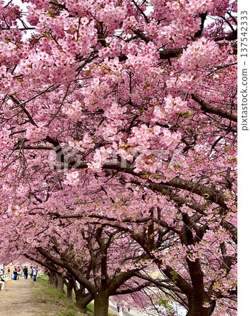 盛開的河津櫻花（葵櫻花）（愛知縣岡崎市大川左岸） 137542333