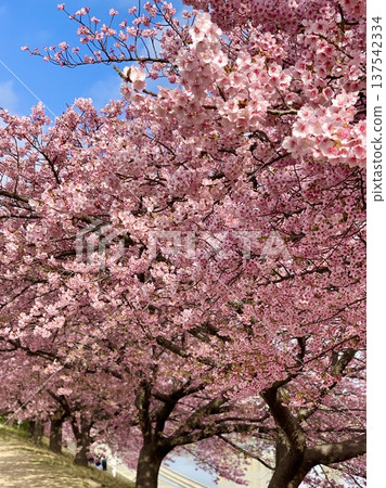 Kawazu cherry blossoms (Aoi cherry blossoms) in full bloom against the blue sky of early spring (left bank of the Oto River, Okazaki City, Aichi Prefecture) Kawazu cherry blossoms (Aoi cherry blossoms) in full bloom against the blue sky of early spring (left bank of the Oto River, Okazaki City, Aichi Prefecture) 137542334