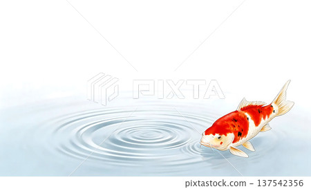 Japanese-style illustration of ripples on the water surface and Nishikigoi carp. Background material with the image of pure water. 137542356