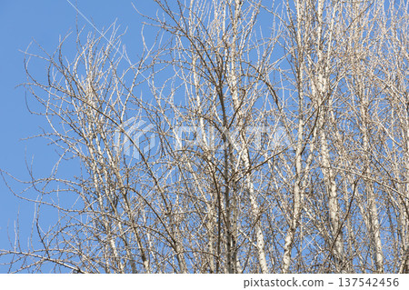 Poplar tree with fallen leaves. 137542456