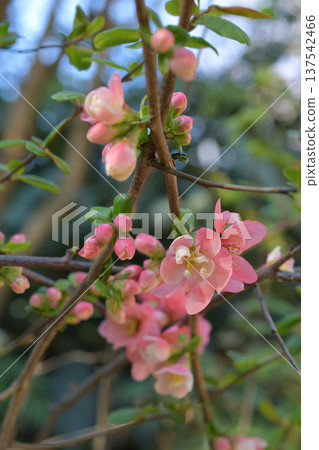 巴黎蒙索公園裡盛開的日本木瓜花。春日花海(攝於2026年3月初) 巴黎蒙索公園裡盛開的日本木瓜花。春日花海(攝於2026年3月初) 137542466