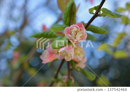 Japanese quince flowers blooming in Parc Monceau, Paris. Spring flower scenery (photographed in early March 2026) Japanese quince flowers blooming in Parc Monceau, Paris. Spring flower scenery (photographed in early March 2026) 137542468