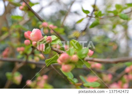 巴黎蒙索公園裡盛開的日本木瓜花。春日花海（攝於2026年3月初） 137542472