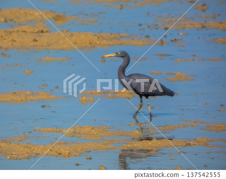 Pacific Reef Egret, Egretta sacra, walking in the sea Pacific Reef Egret, Egretta sacra, walking in the sea 137542555