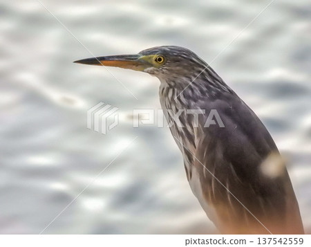 Indian Pond Heron bird, Ardeola grayii Indian Pond Heron bird, Ardeola grayii 137542559