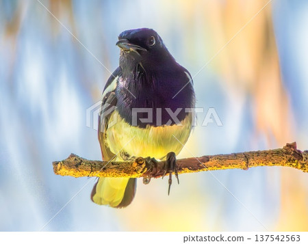 Shama dayal, Oriental Magpie-robin bird, Copsychus saularis Shama dayal, Oriental Magpie-robin bird, Copsychus saularis 137542563