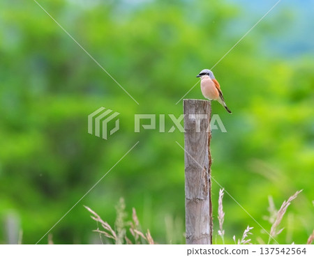Red backed shrike, Lanius collurio, bird in nature, Switzerland Red backed shrike, Lanius collurio, bird in nature, Switzerland 137542564
