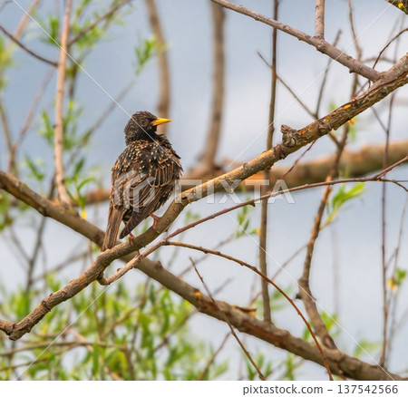 European or common starling, sturnus vulgaris on a branch European or common starling, sturnus vulgaris on a branch 137542566
