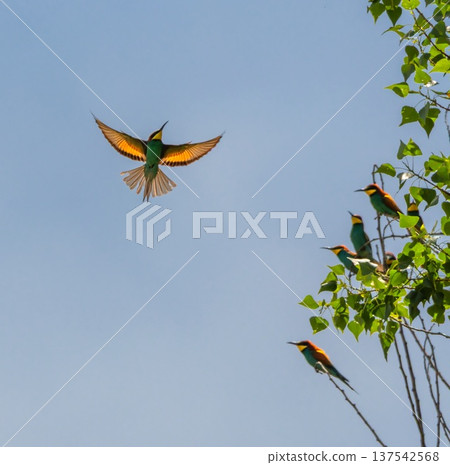 European bee-eater bird, Merops Apiaster, flying, Geneva, Switzerland 137542568