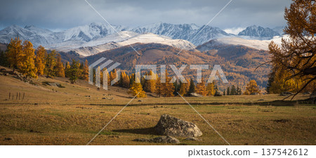 Autumn larch forest and snow capped mountains over golden meadow, wide panoramic landscape scene Autumn larch forest and snow capped mountains over golden meadow, wide panoramic landscape scene 137542612