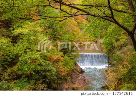 Naruko Gorge, Osaki City, Miyagi Prefecture: Beautiful gradations of autumn leaves starting to change color 137542615
