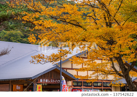Narukokyo Rest House in autumn, colored by vibrant yellow leaves, Osaki City, Miyagi Prefecture 137542622