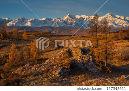 Golden autumn larch trees and winding dirt road leading to snow capped mountain peaks at sunset 137542631