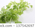 White Celery Up 137542697