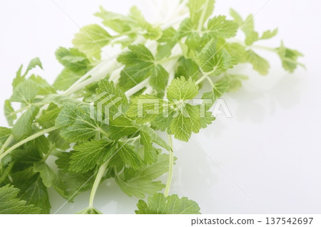 白芹菜向上 白芹菜向上 137542697