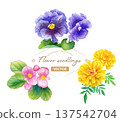 Watercolor illustration set of three spring flower seedlings (begonia, pansy, marigold) Vector 137542704