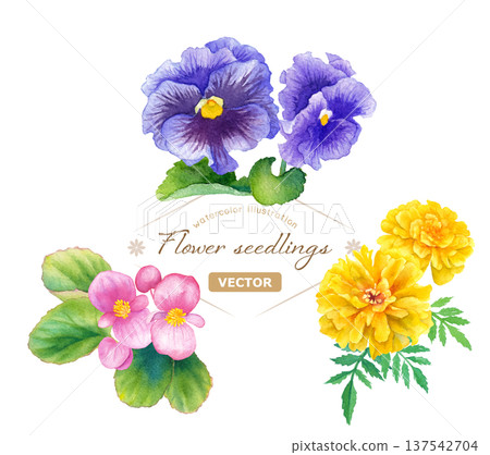 Watercolor illustration set of three spring flower seedlings (begonia, pansy, marigold) Vector Watercolor illustration set of three spring flower seedlings (begonia, pansy, marigold) Vector 137542704