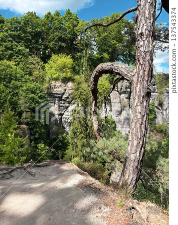 The rocky cliffs are covered with lush green forest 137543374