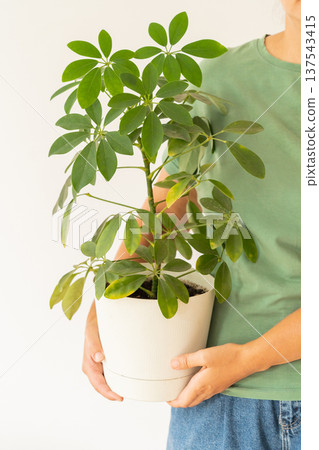 Woman in green t-shirt holding Schefflera plant in beige pot. Indoor gardening, green eco hobby, love for plants Woman in green t-shirt holding Schefflera plant in beige pot. Indoor gardening, green eco hobby, love for plants 137543415