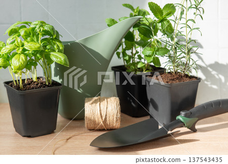 Growing fresh herbs for urban gardening and cooking Growing fresh herbs for urban gardening and cooking 137543435