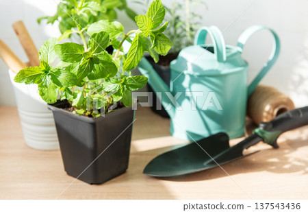 Mint herb plant on wooden table with garden tools Mint herb plant on wooden table with garden tools 137543436