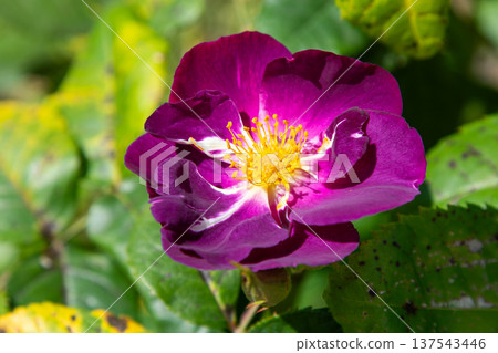 Magenta Rose Flower Bud Bloom Magenta Rose Flower Bud Bloom 137543446