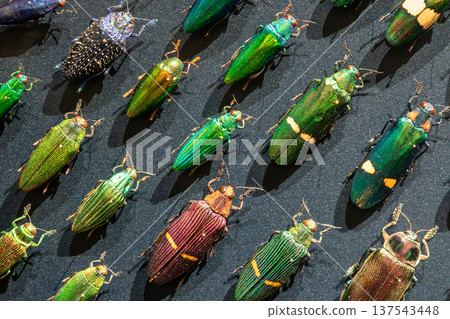 Lyon, france. December 28, 2023. Jewel beetles pinned on a black background, showing vibrant shimmering colors and detailed insect entomology specimens 137543448