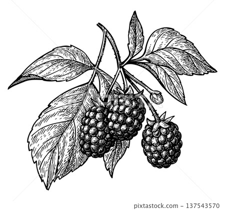 Blackberry branch ink sketch Blackberry branch ink sketch 137543570