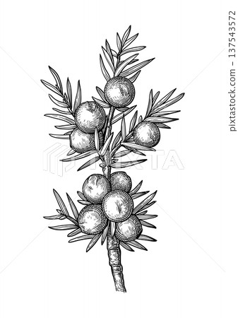 Juniper berries and needles botanical illustration Juniper berries and needles botanical illustration 137543572