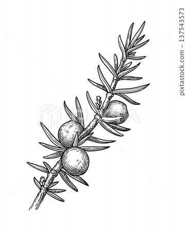 Juniper branch with berries ink drawing 137543573